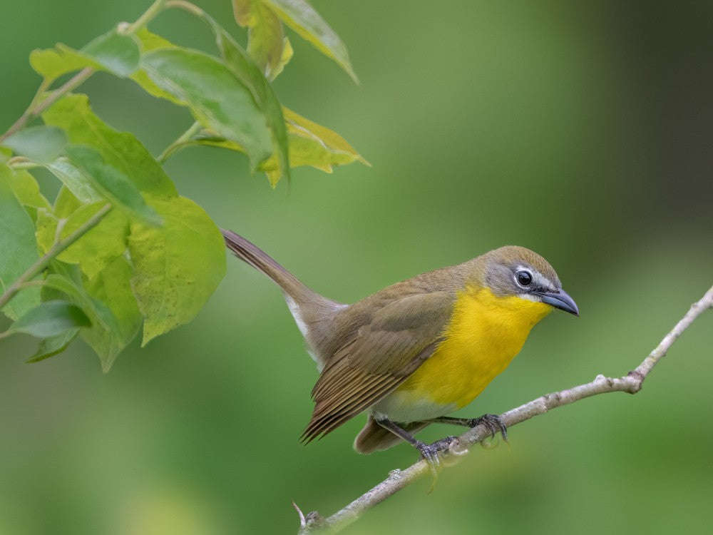 Yellow-breasted chat