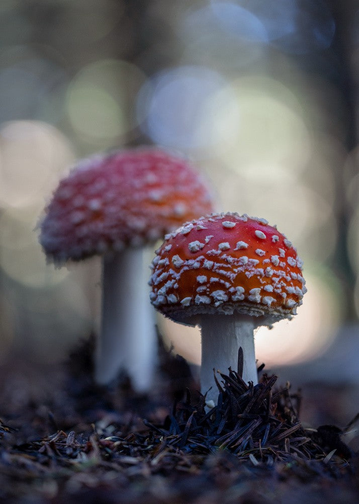 Enchantment in the woods