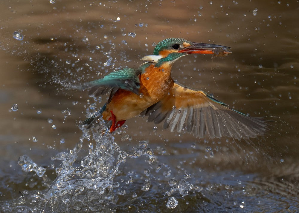 Common Kingfisher