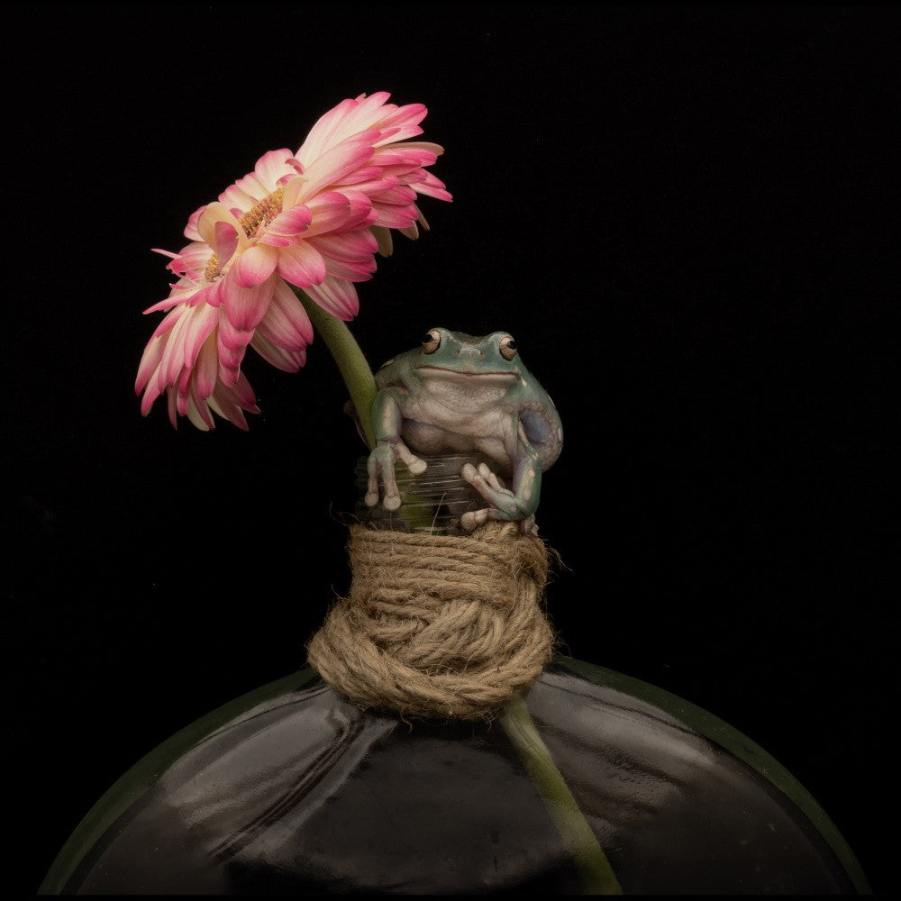 Happy Frog