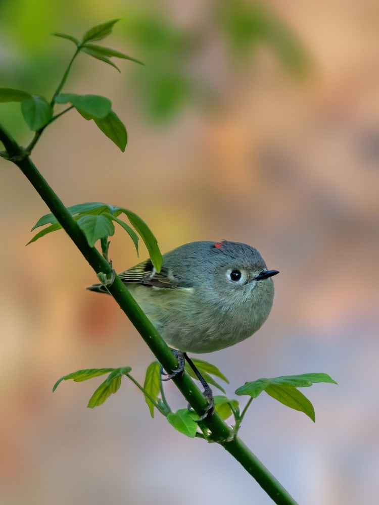 Ruby-crowned kinglet