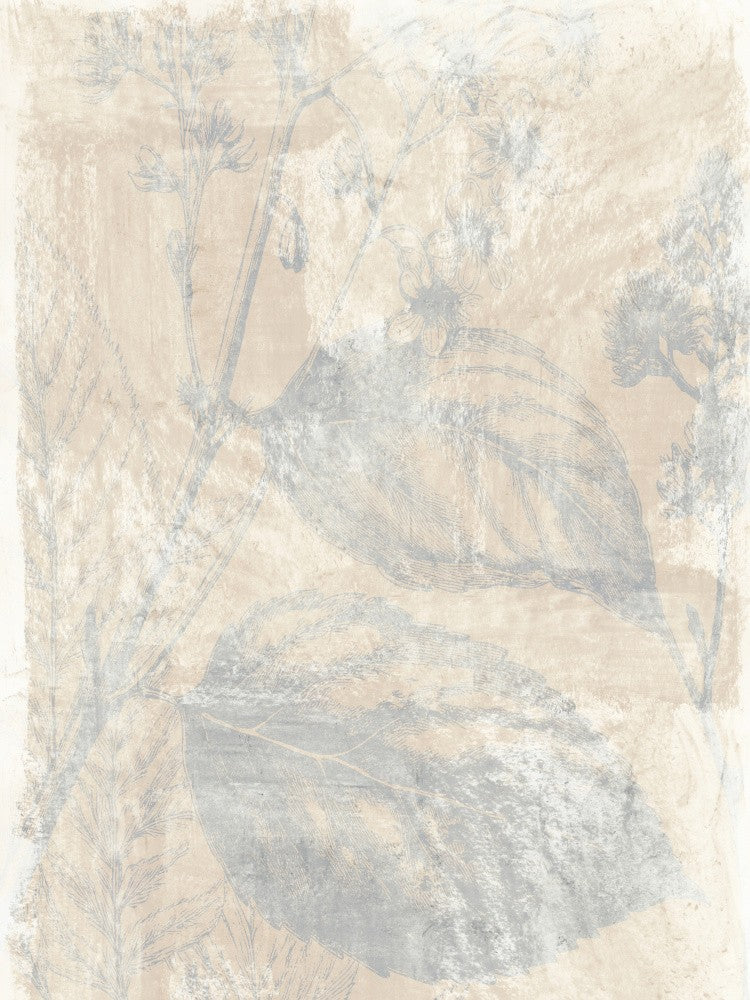 Woodsia 1