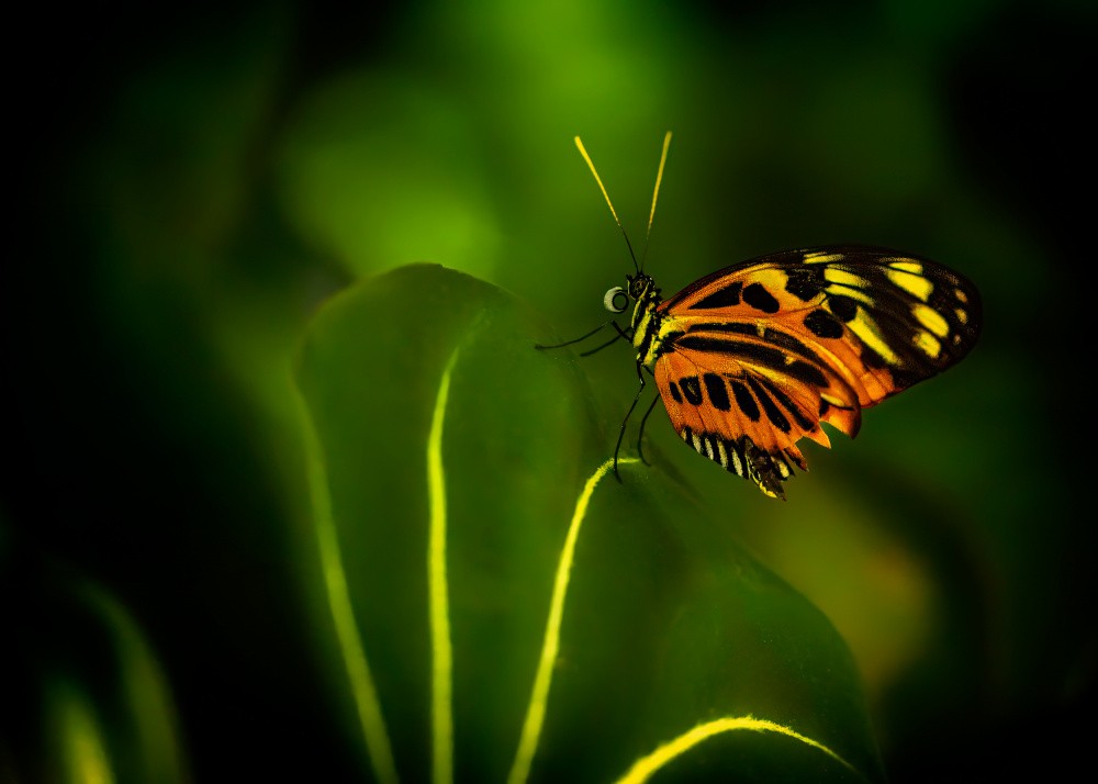 Führt zum Schmetterling