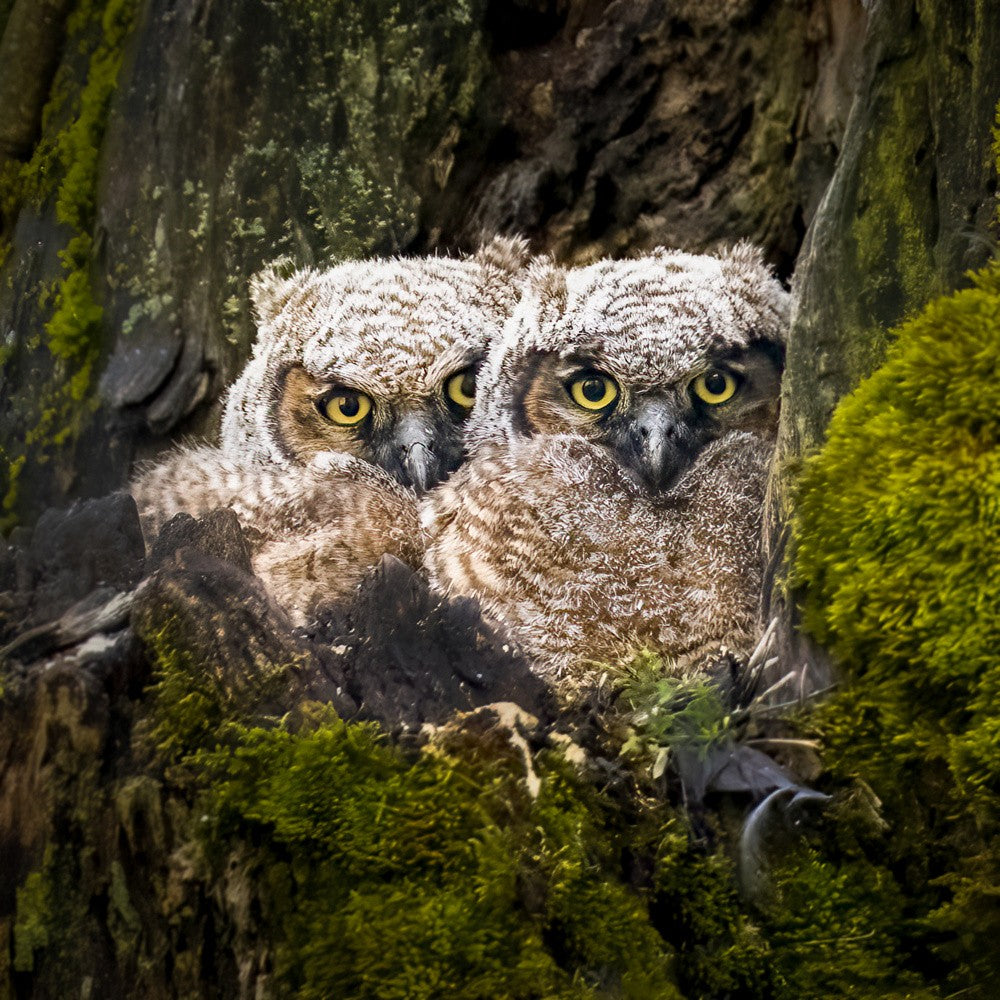 Owl baby