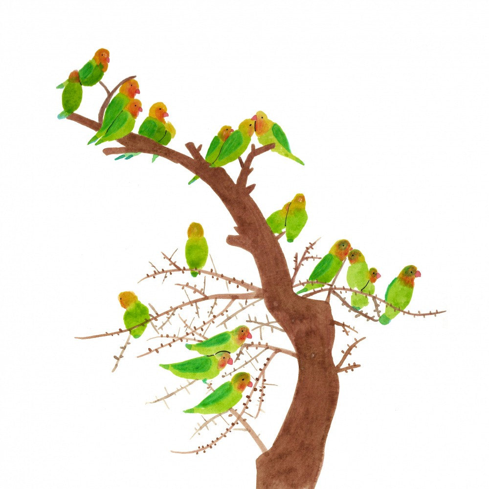 Birds