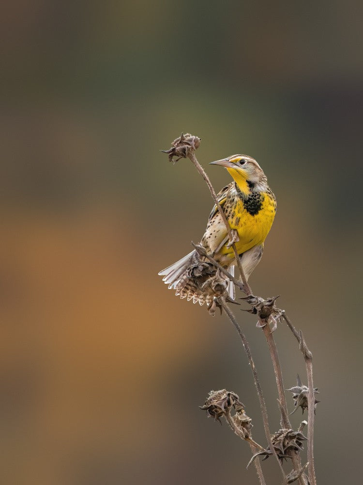 Western meadowlark