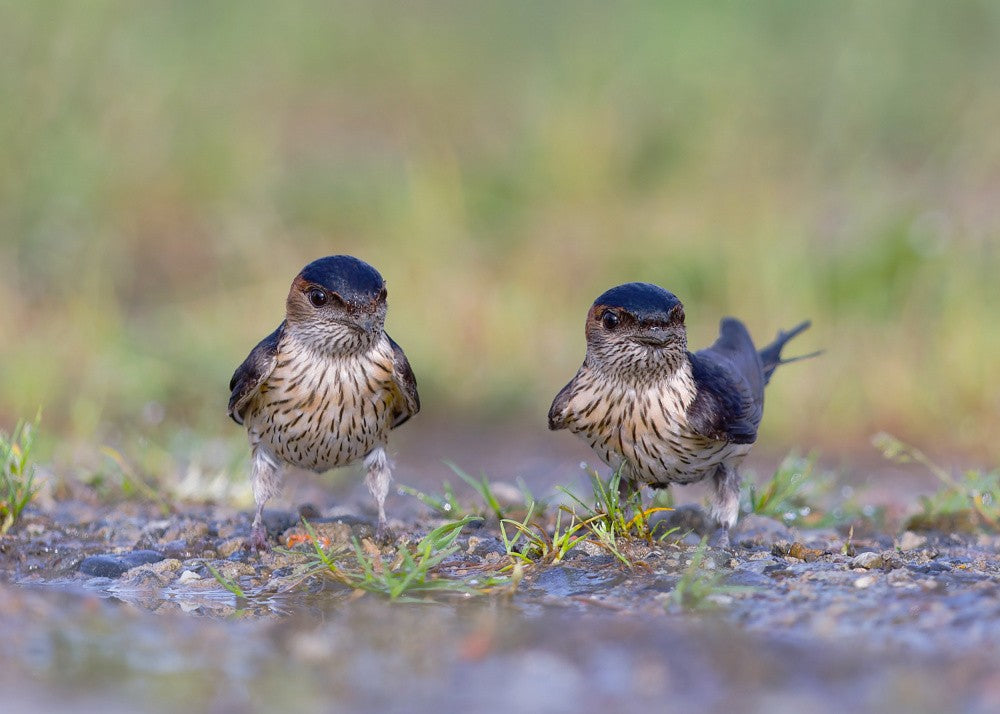 Red-rumped Swallow