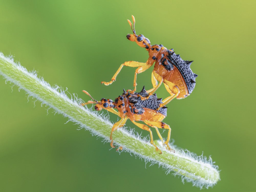 Curly leaf weevil
