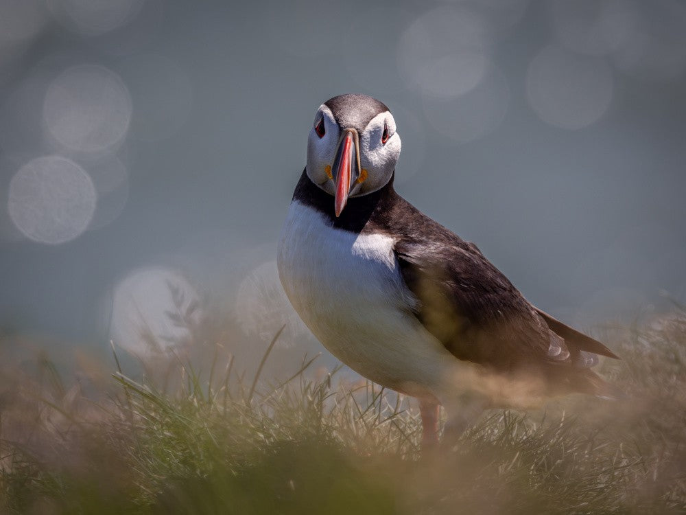 Atlantic Puffin