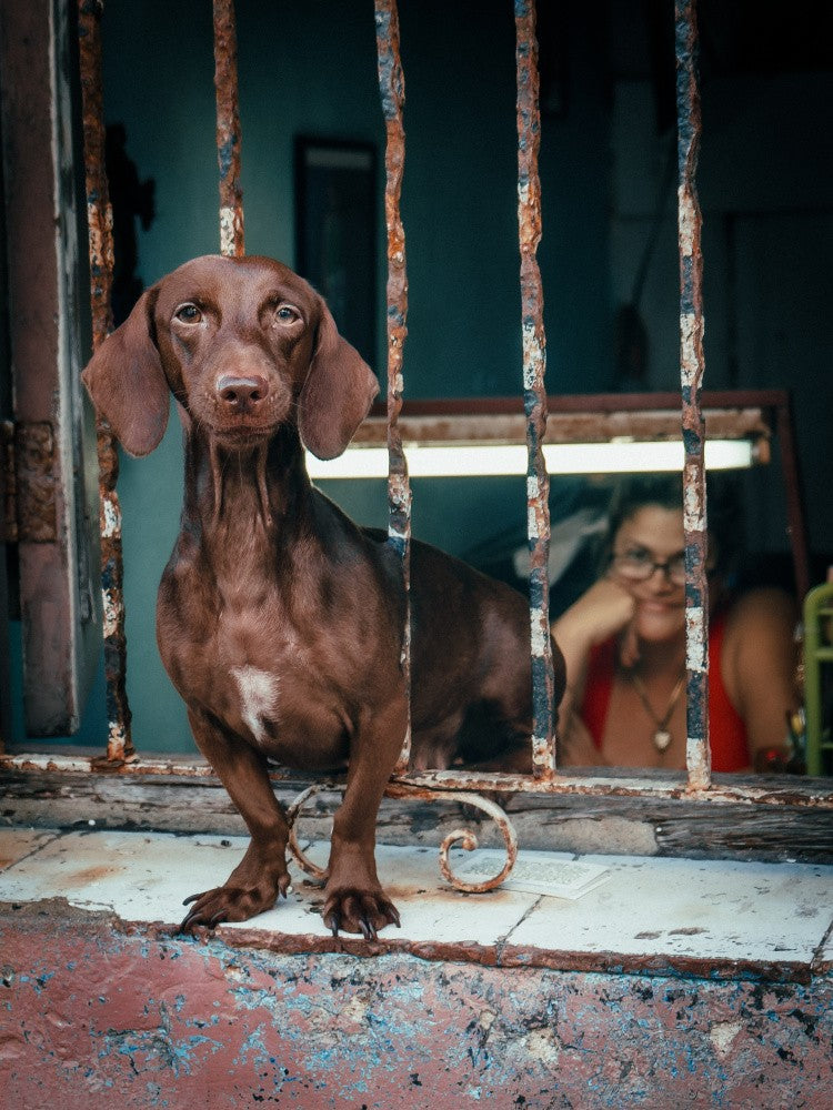 Dog