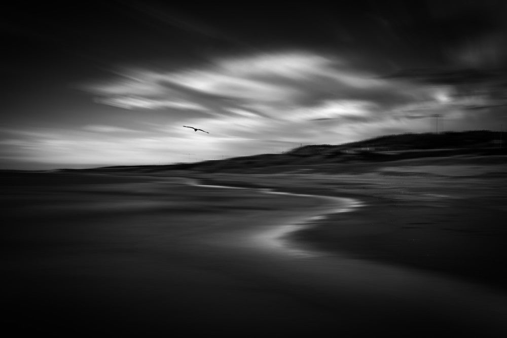 Destination des oiseaux