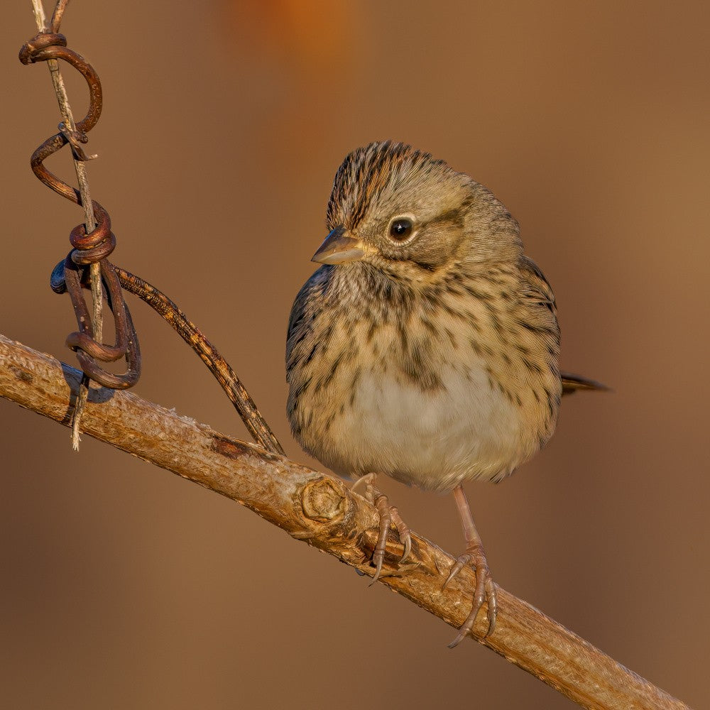 Lincoln's sparrow