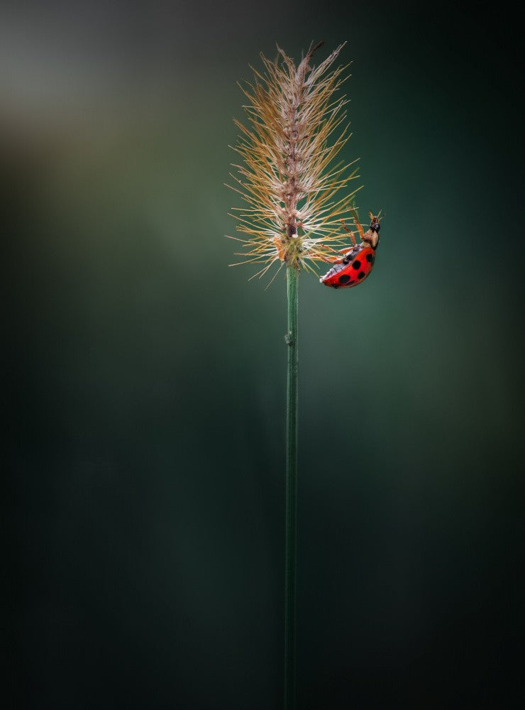 In the limelight