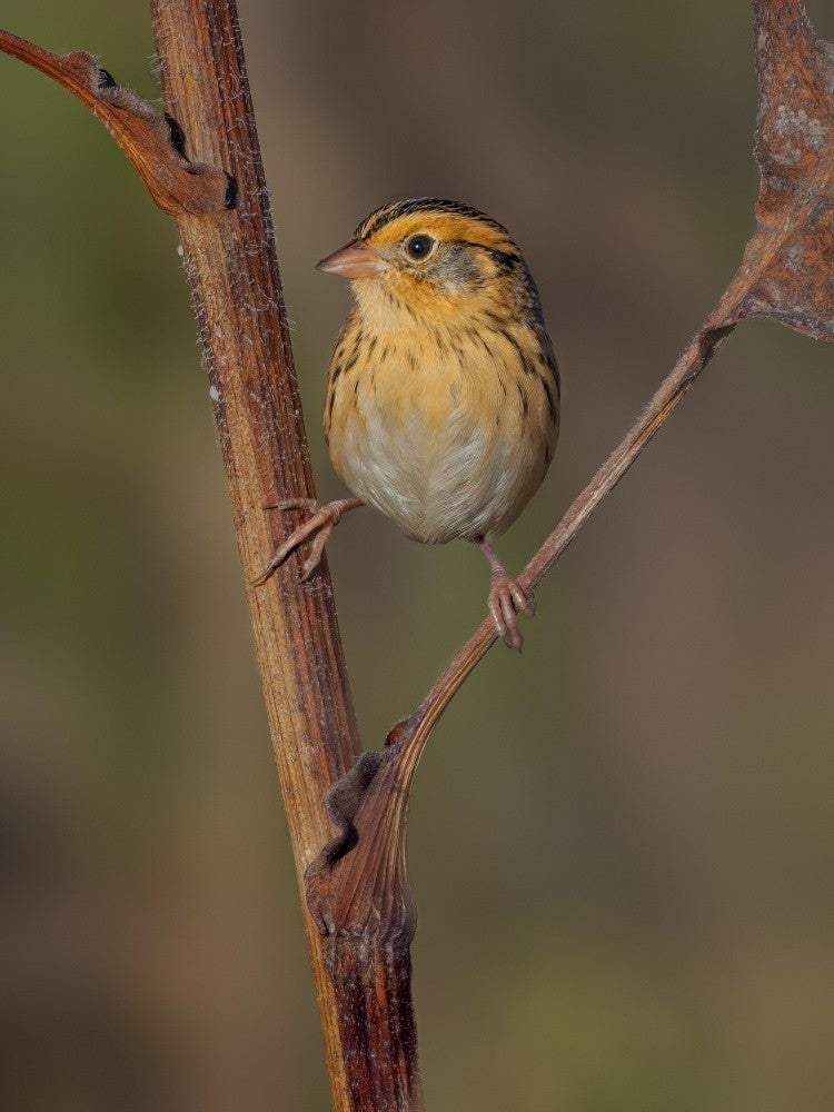 LeConte's sparrow