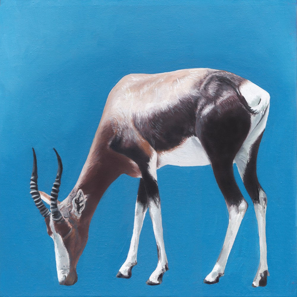 Blue Bontebok By Viccy Wanliss