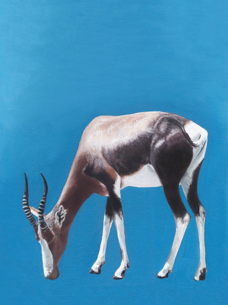 Blue Bontebok By Viccy Wanliss