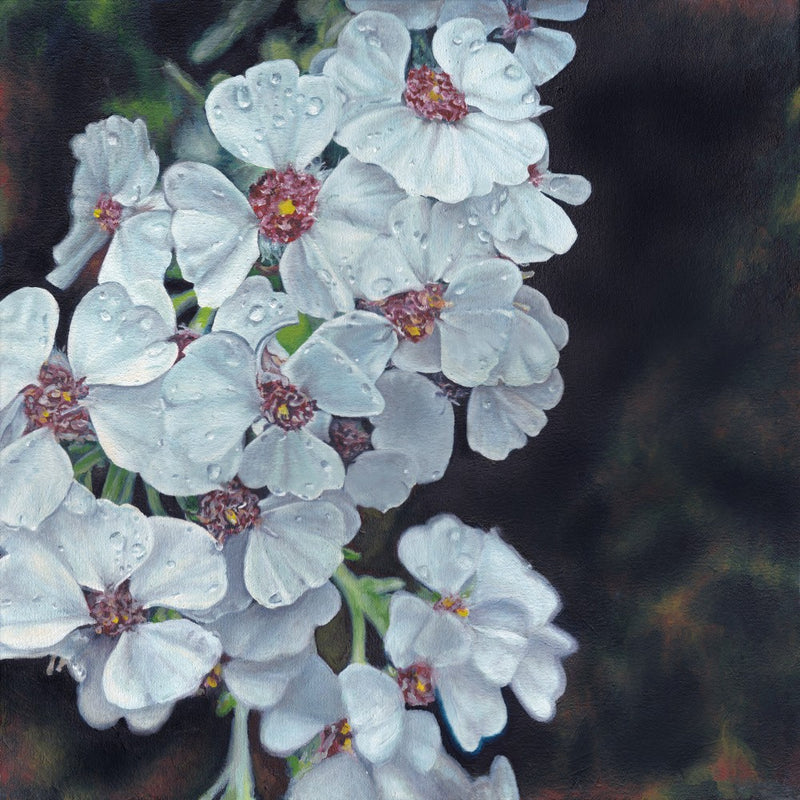 Cape Chamomile By Viccy Wanliss