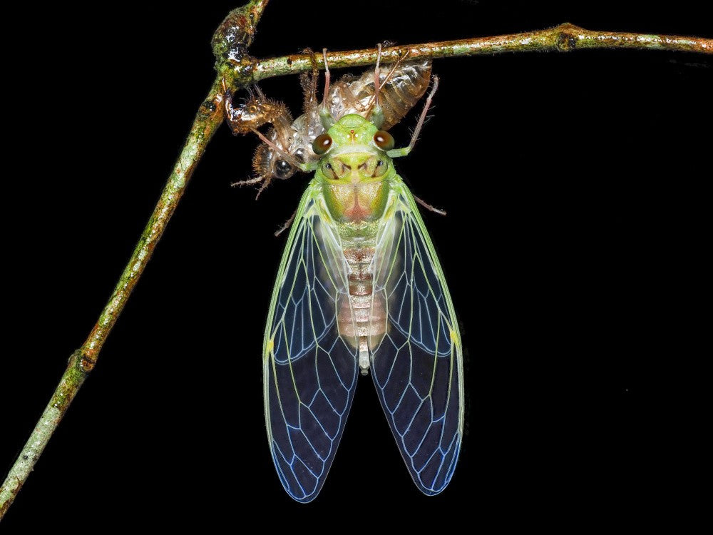 Cicada molting