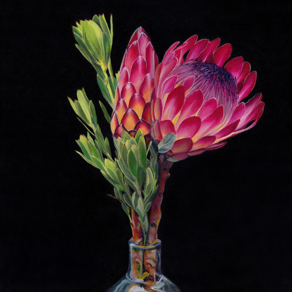 Protea and Conebush By Viccy Wanliss