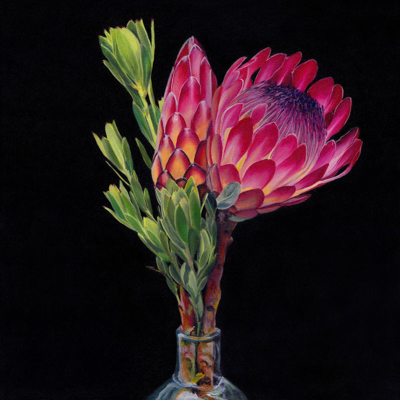Protea and Conebush By Viccy Wanliss