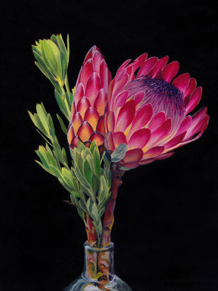 Protea and Conebush By Viccy Wanliss