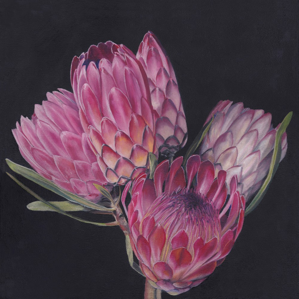 Protea Medley By Viccy Wanliss
