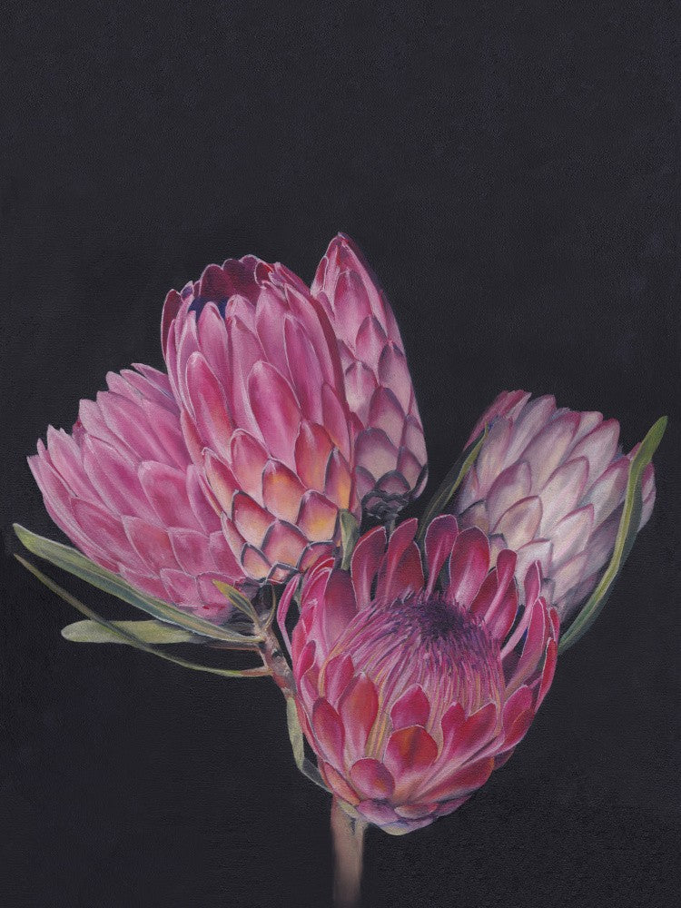 Protea Medley By Viccy Wanliss