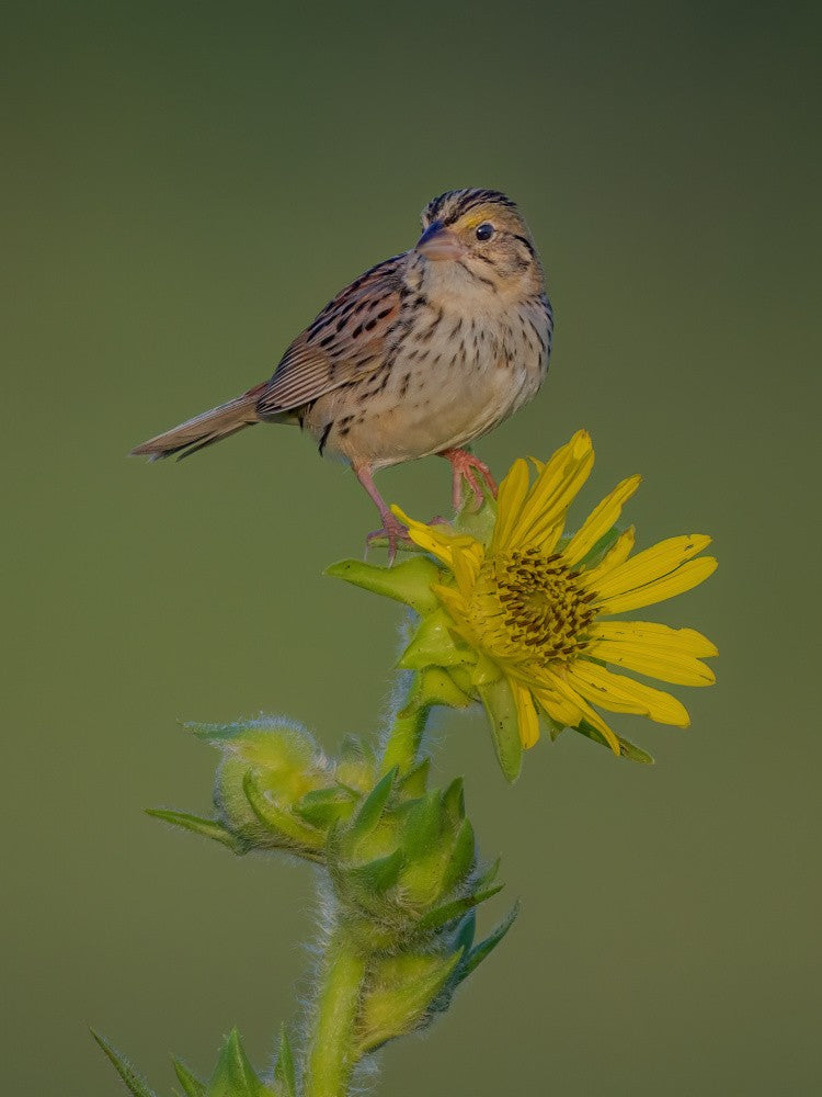 Henslow's sparrow