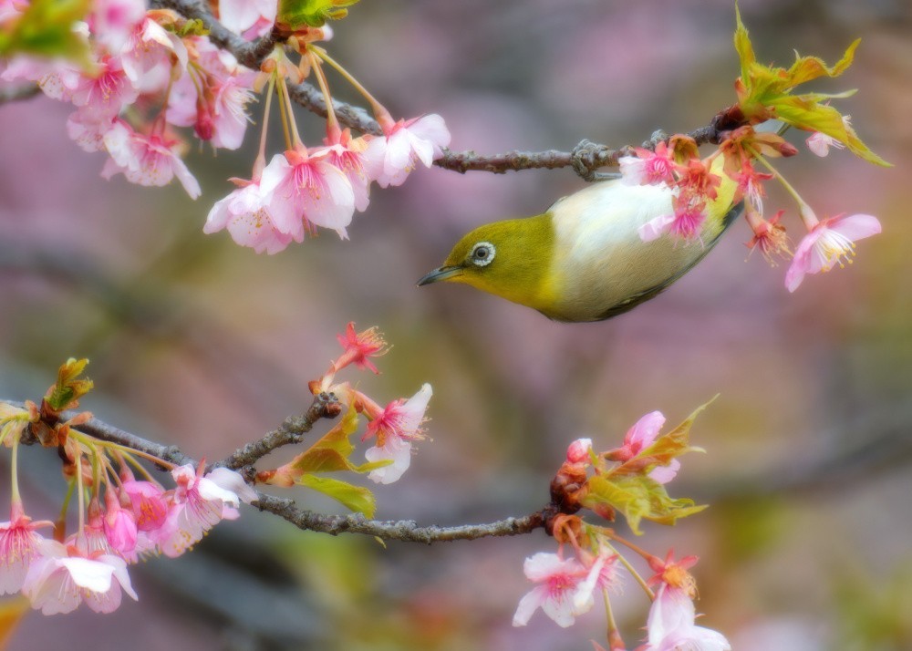 Japanese White-eye