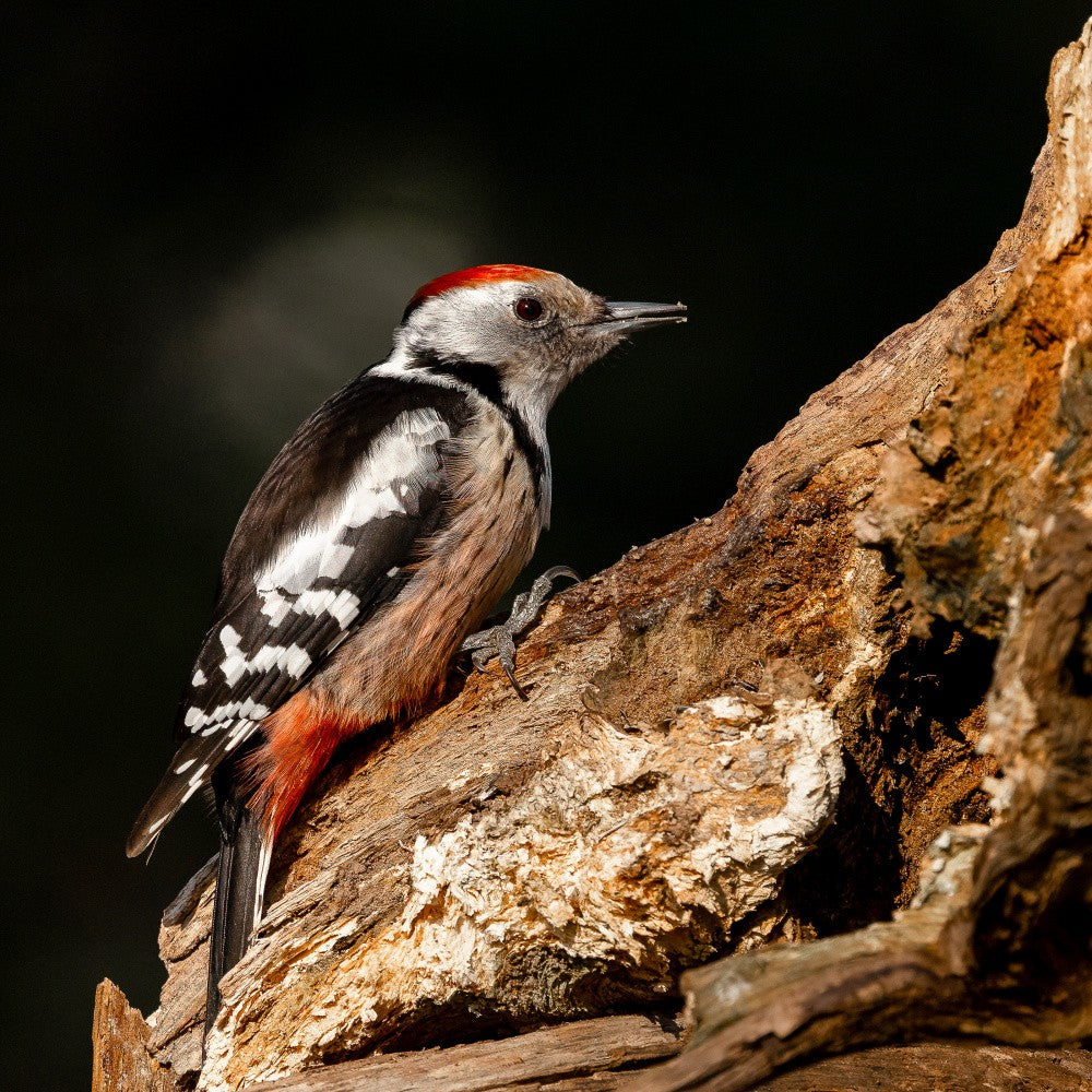 Woodpecker in autumn.