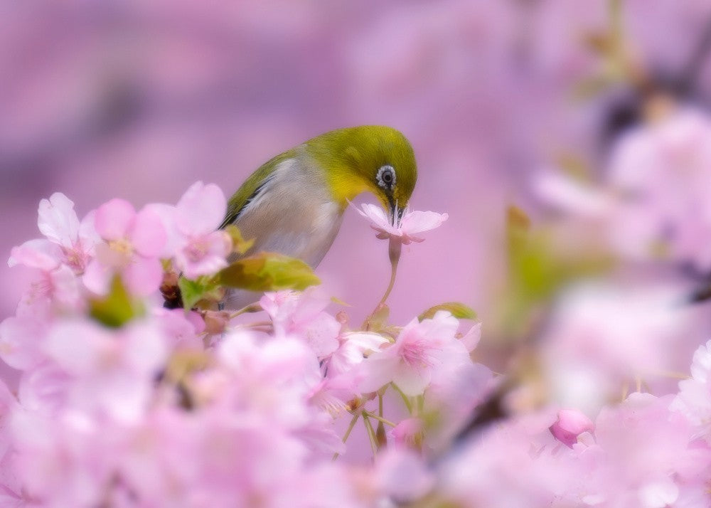 Japanese White-eye