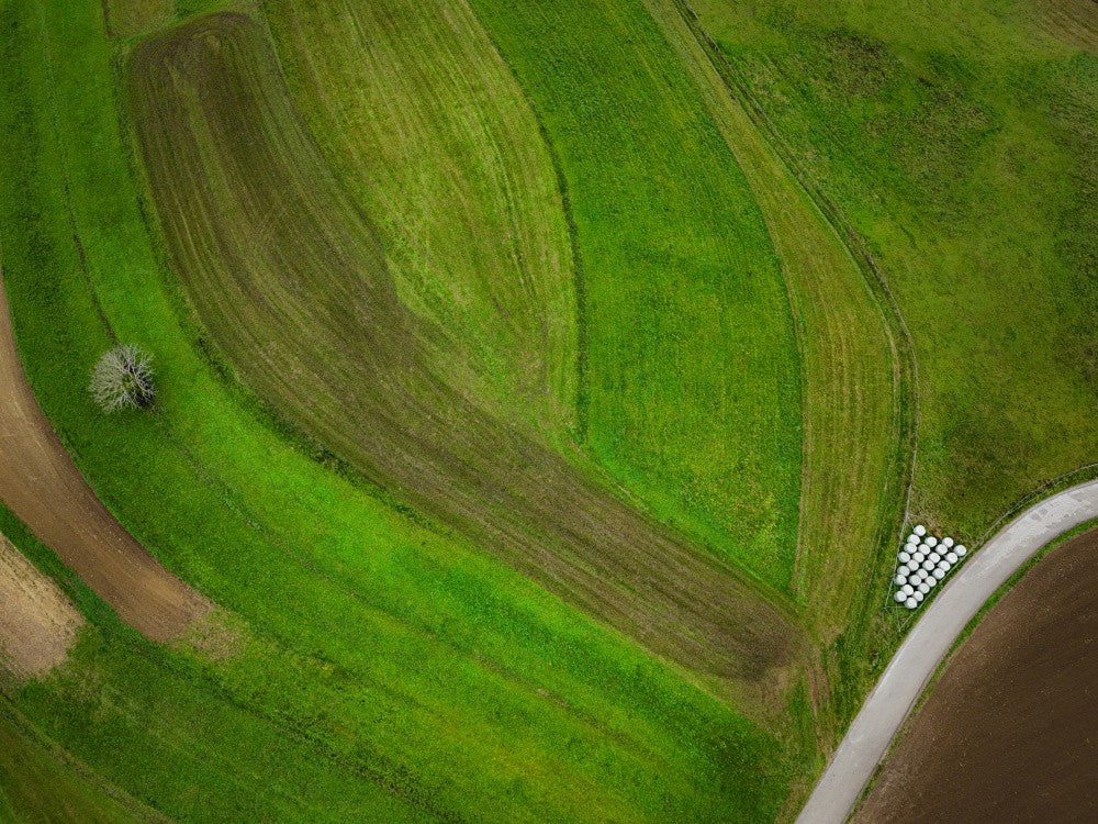 A grassland with a tree