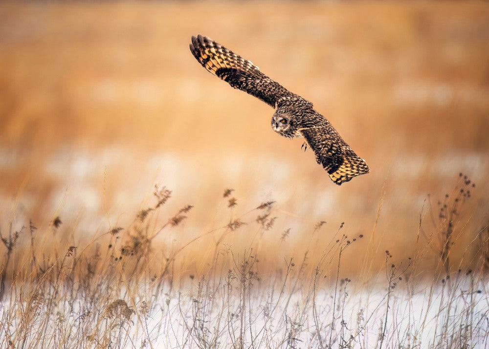 Short Eared Owl