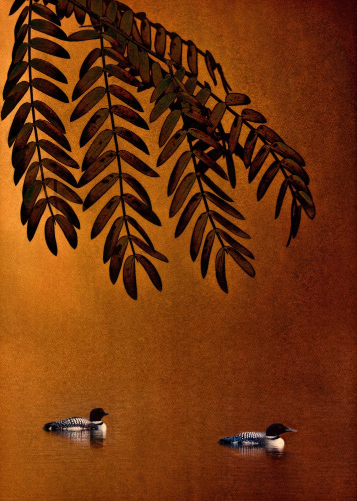 In Ochre Waters, Two Loons Glide