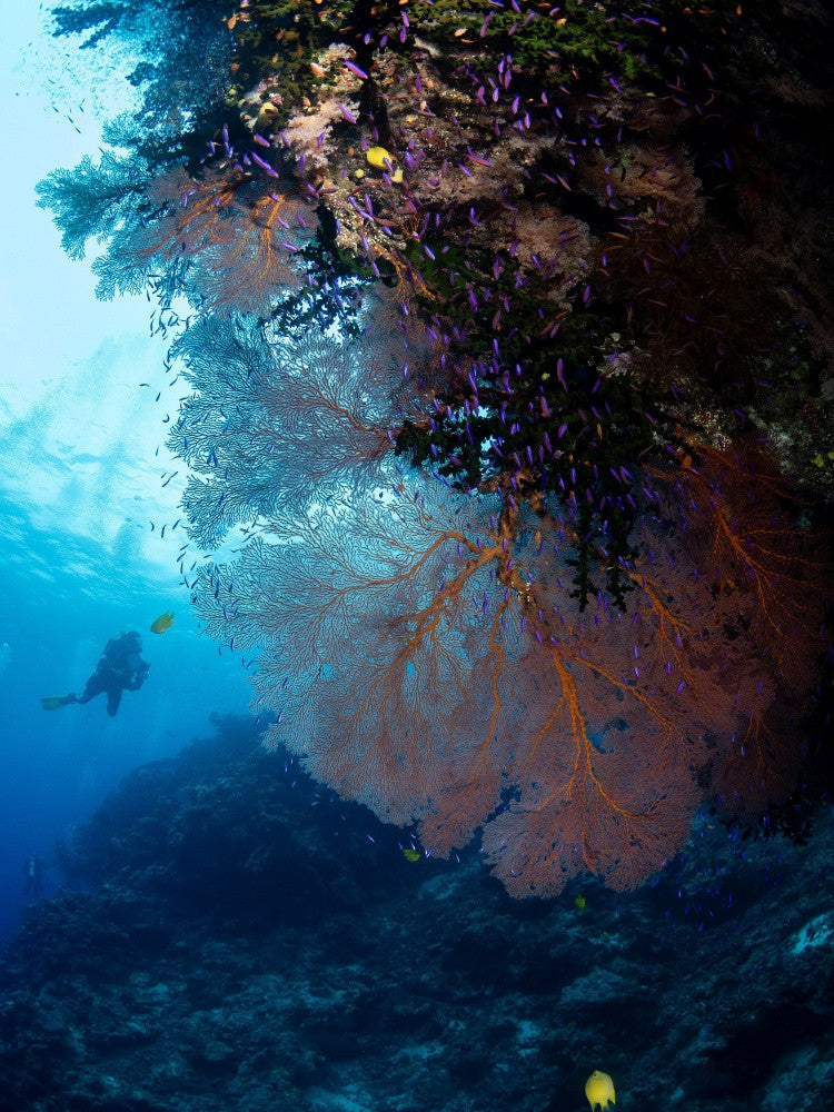 Gorgonia and a diver