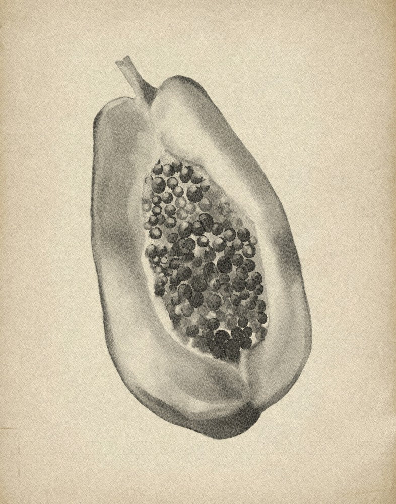 Vintage fruit botanical illustration