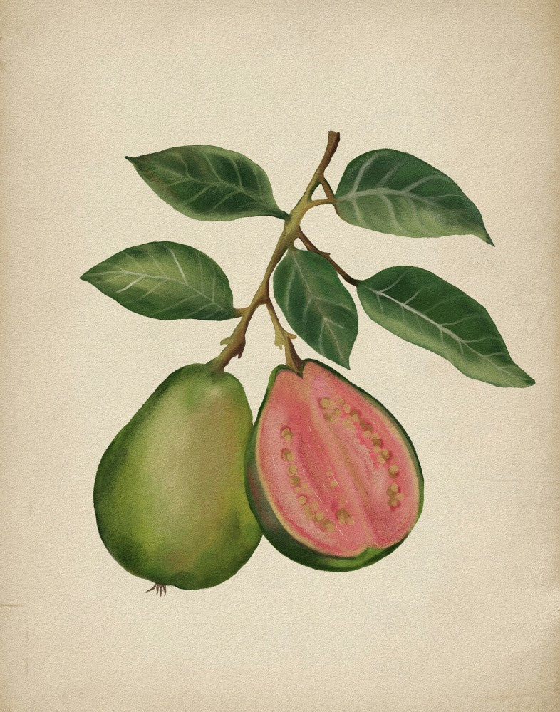Vintage guava