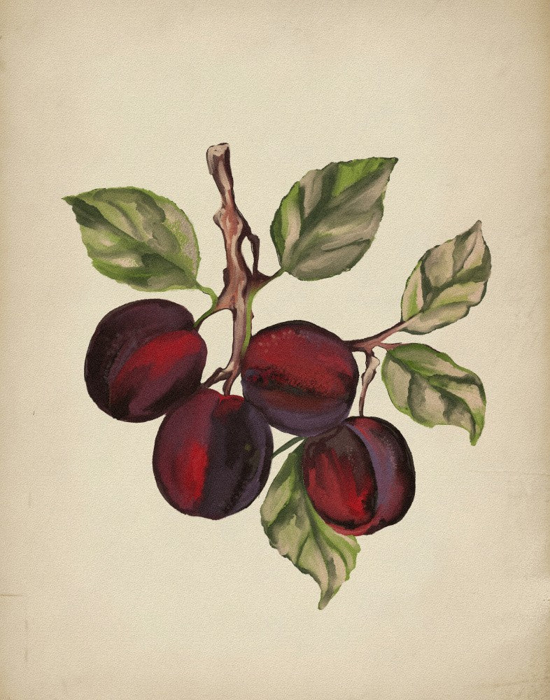 Vintage fruit collection