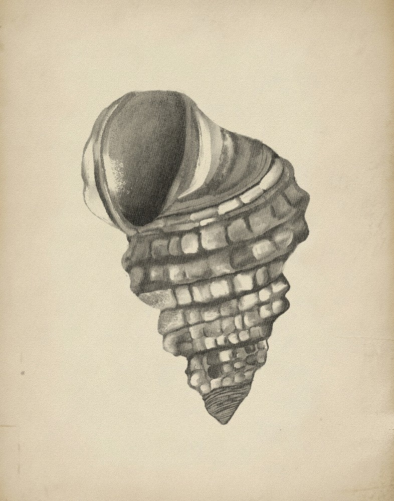 Seashells