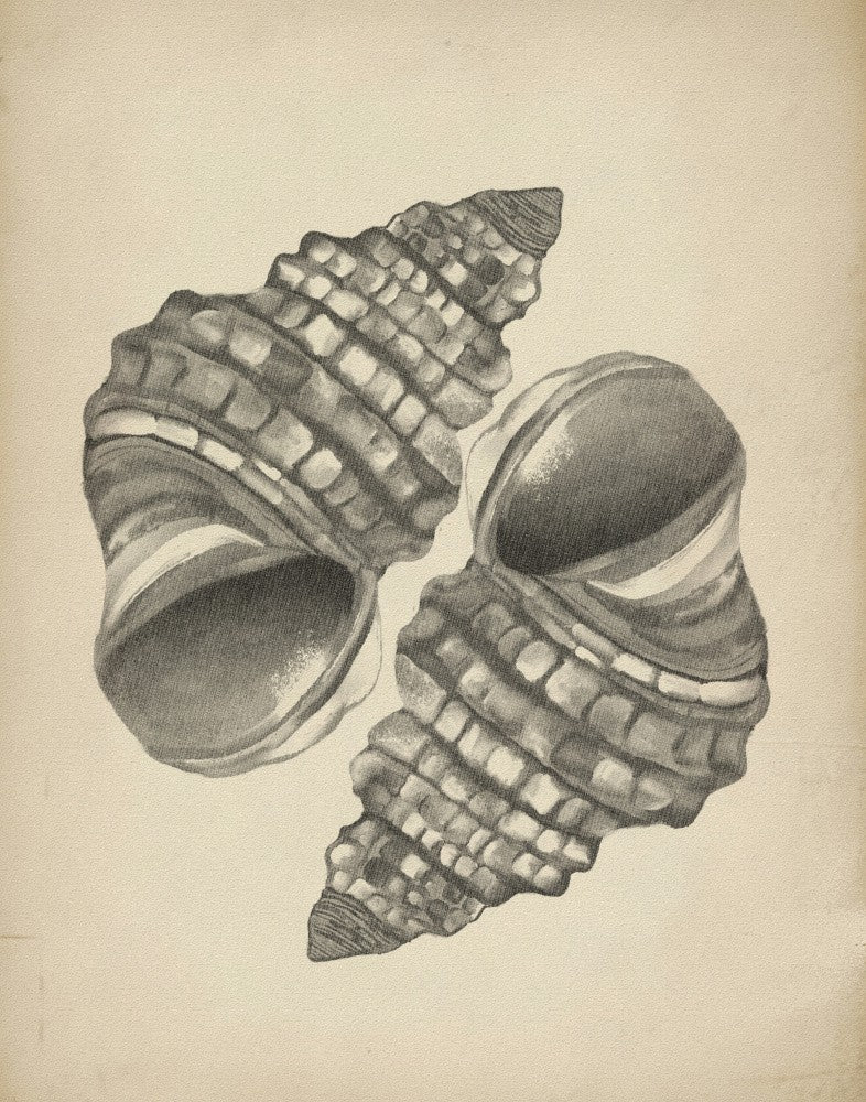 Seashells