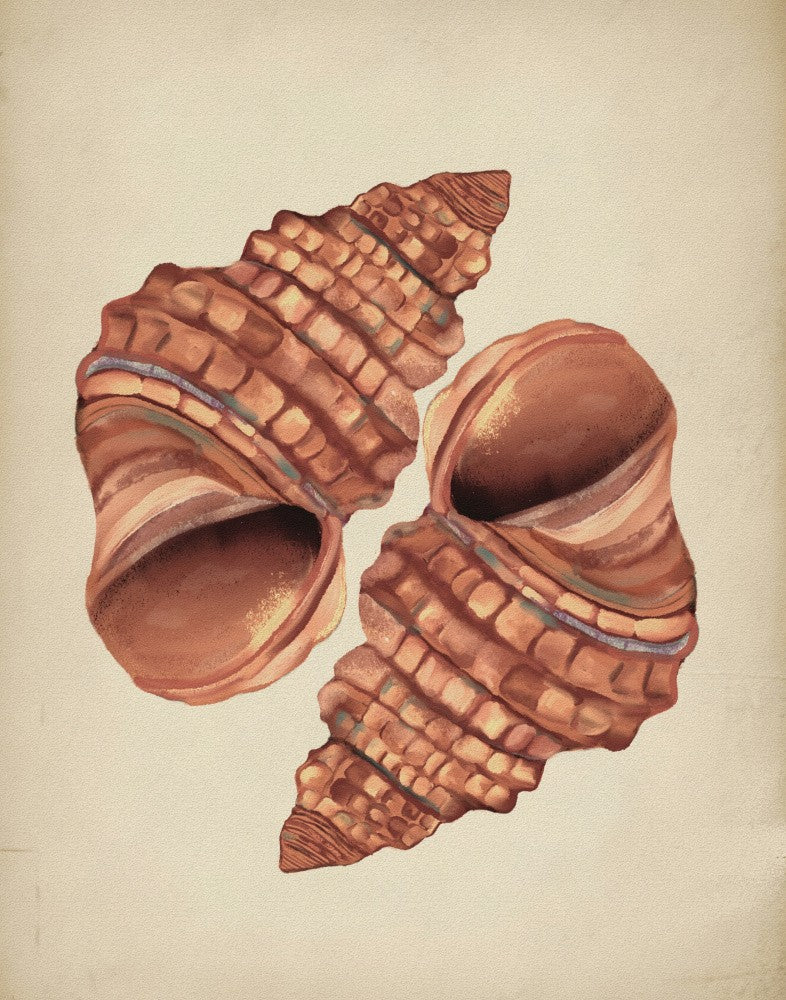 Seashell vintage