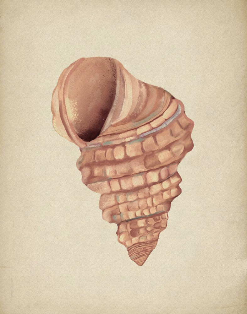 Pink seashells