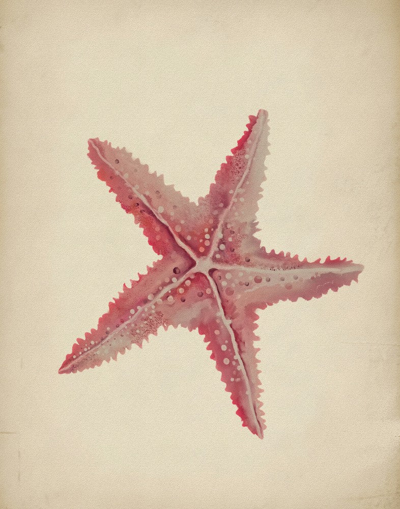 Vintage starfish painting