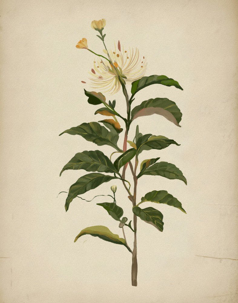 Vintage Botanical illustration