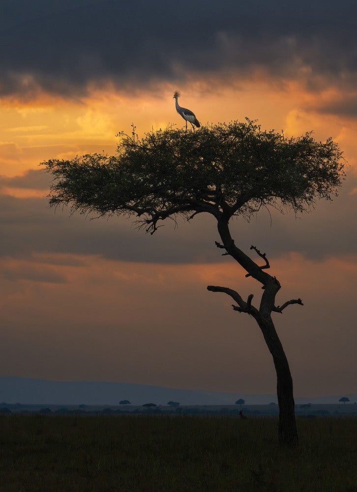 Perched at Sunrise