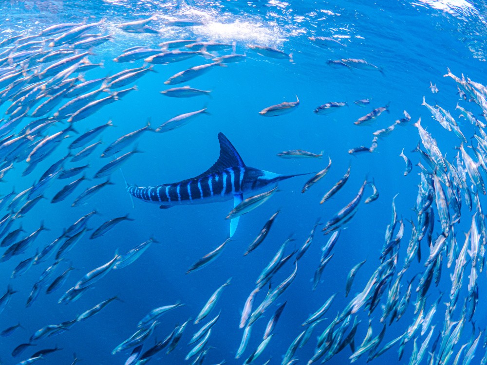 Striped Marlin Dream
