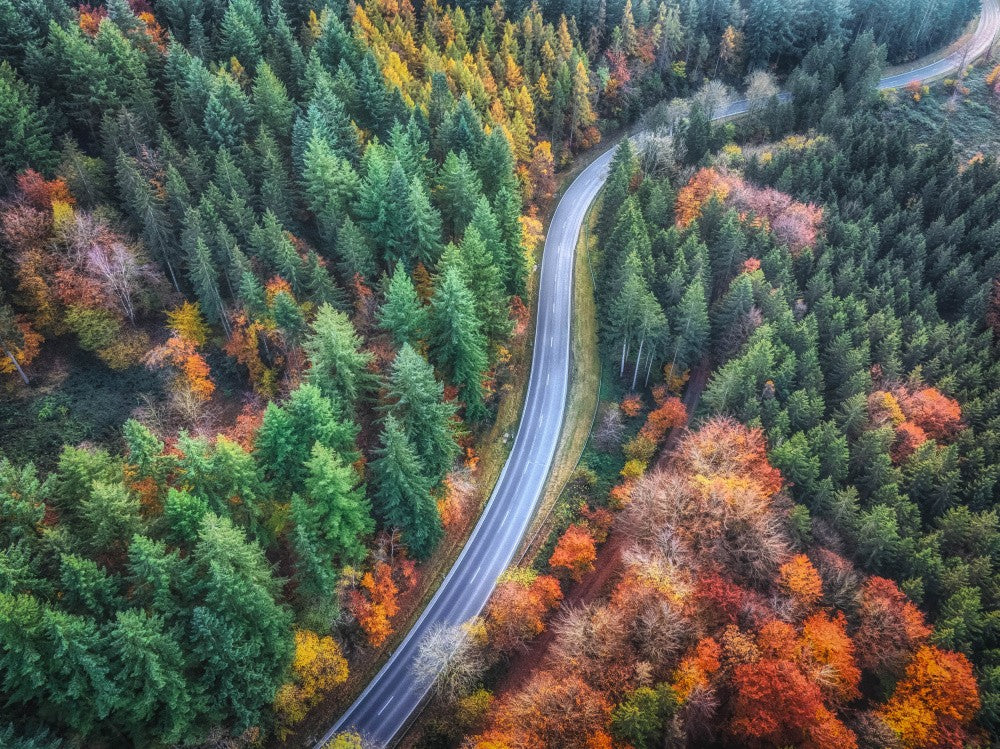 autumn road