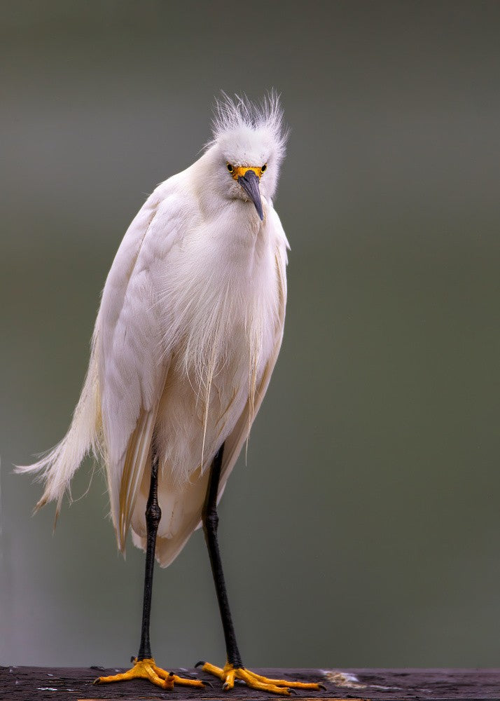 Wet, Muddy and Miserable