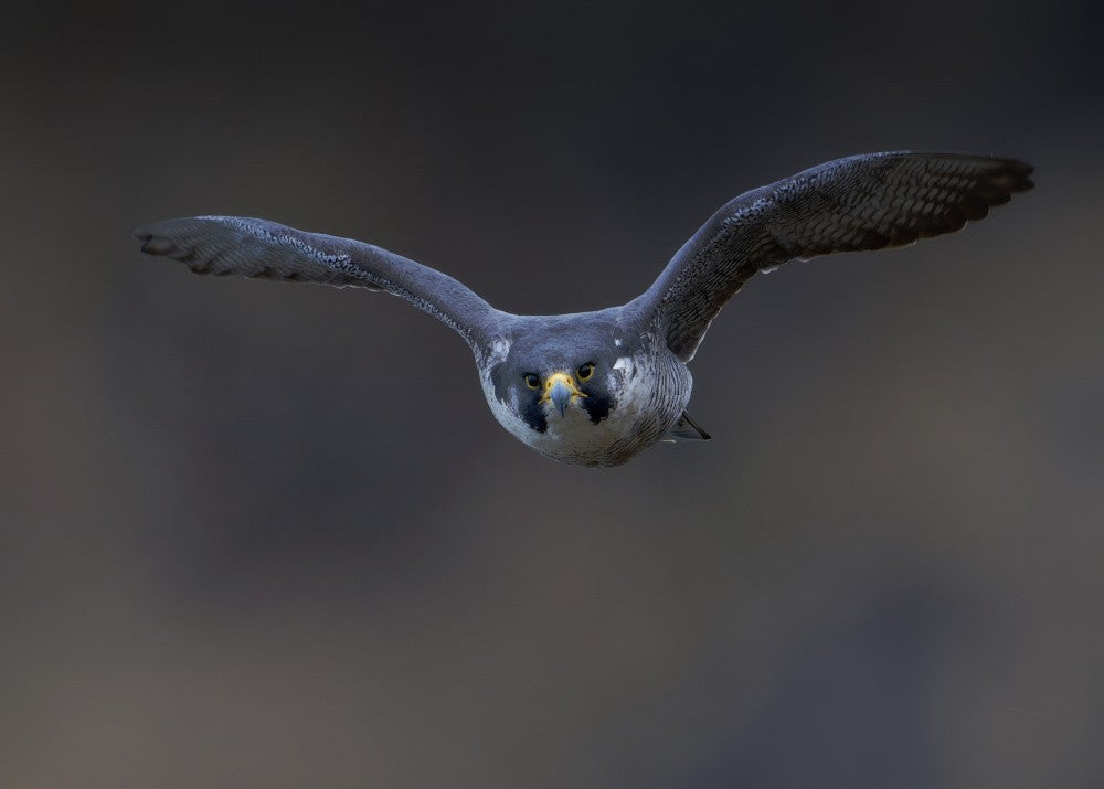 Peregrine Falcon