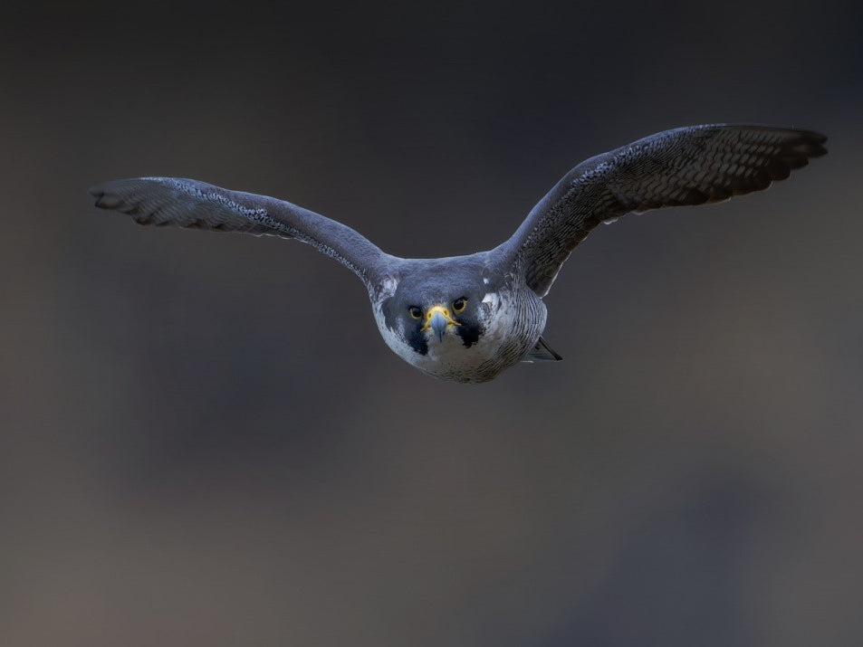 Peregrine Falcon